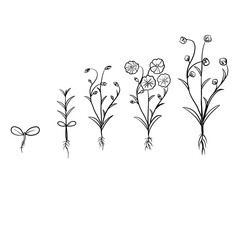 Hand drawn vector sketch illustration Line art, Growth stage of flax plant, Growth stages from seed to flowering and fruiting plant isolated on white background
