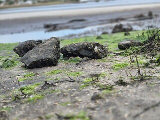 lizard on the stone