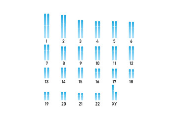 Male Karyotype Science Design. Vector Illustration.