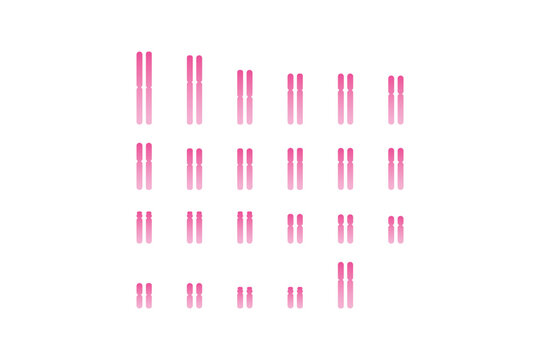Female Karyotype Science Design. Vector Illustration.