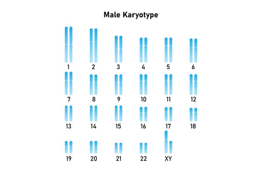 Male Karyotype Science Design. Vector Illustration.