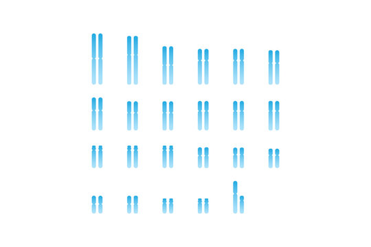 Male Karyotype Science Design. Vector Illustration.