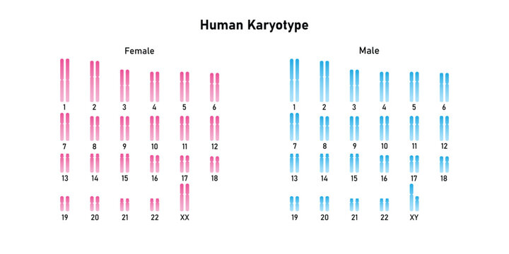 Humane karyotype (Male and Female Karyotype) Science Design. Vector Illustration.
