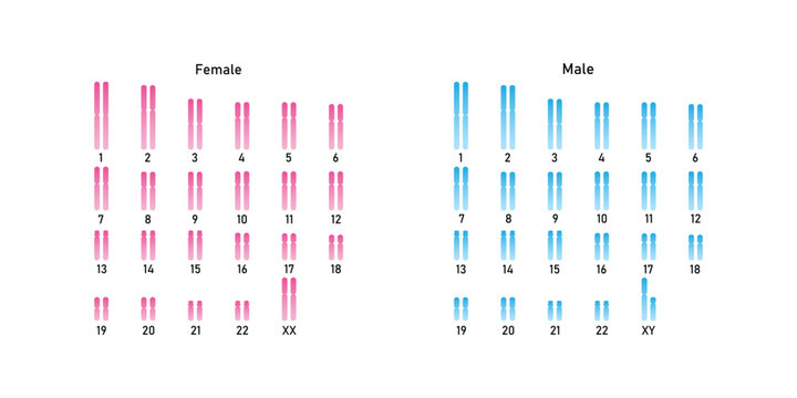Humane karyotype (Male and Female Karyotype) Science Design. Vector Illustration.