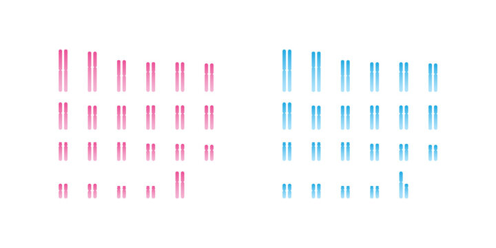 Humane karyotype (Male and Female Karyotype) Science Design. Vector Illustration.