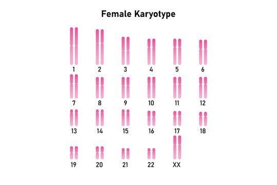 Female Karyotype Science Design. Vector Illustration.