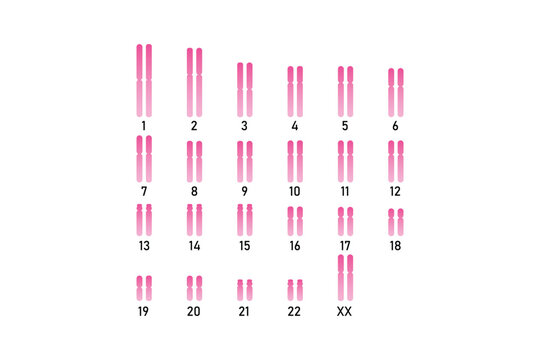 Female Karyotype Science Design. Vector Illustration.