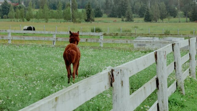 Funny white alpaca or llama on black background in barn on farm