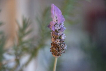 Planta de Lavanda