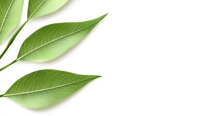 Fototapeta premium Green leaves branch, white background, nature, design, website header