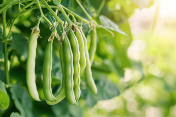 A Fresh organic green beans hanging from vine, natural light highlights details, perfect for text overlay