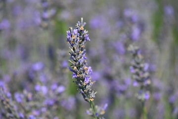 Obraz premium purple lavender flowers in the park
