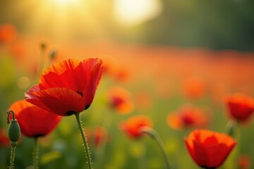 Fototapeta premium Vibrant red, orange poppies bloom in spring sunlight , blossom, poppy field