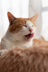 Naklejka premium 舌なめずりをする可愛い猫 茶トラ白