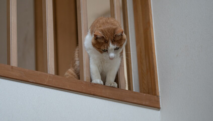 格子の隙間から顔を出す猫　茶トラ白