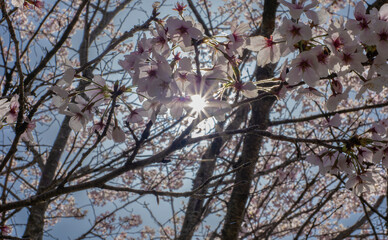 春の太陽と桜の花