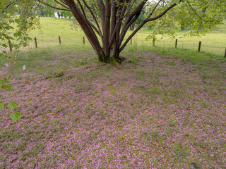 公園の桜の花びら