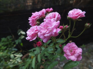 pink flower in a garden