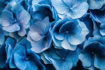 blue hydrangea flower background