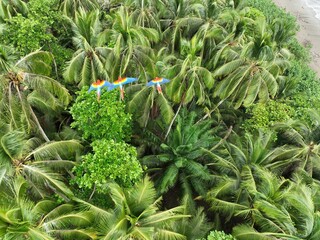 Scarlet Macaws Flying over Palm Trees, near Paquera Costa