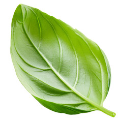 Fototapeta premium Basil Leaf isolated on white background full depth of field