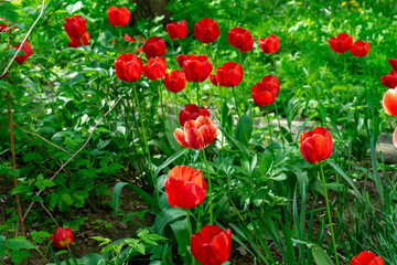 Obraz premium Red tulips blooming in a vibrant garden during springtime