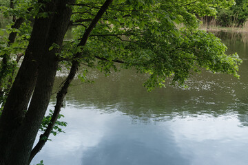 Tree branches on river water background
