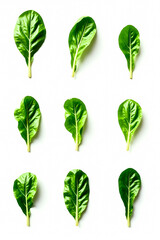 nine vibrant green chard leaves arranged on a white background