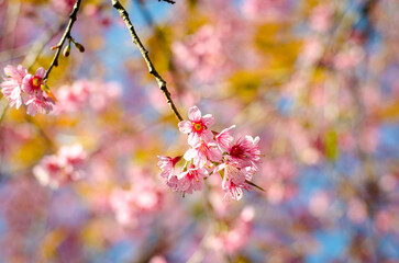 Prunus cerasoides or wild Himalayan cherry Thai Sakura at Chiang Mai Thailand