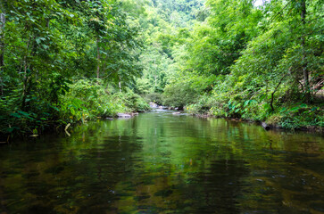 Serene river flowing through lush green forest.