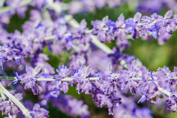 Obraz premium Lavender - Italian