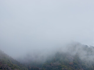 Fototapeta premium 霧に覆われた山の木々29