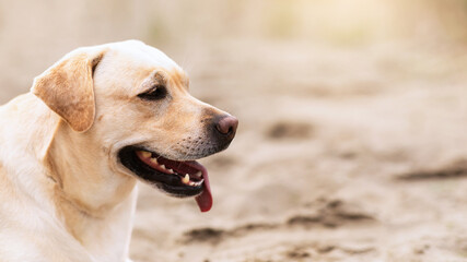 Animal Portrait. Labrador retriever dog looking away, having walk on sunny summer day, copy space, blurred background