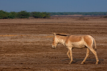 Fototapeta premium Wild Ass Grazing in Little Rann of Kutch Sanctuary