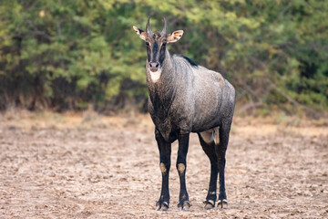 Blue Bull (Nilgai) at Little Rann of Kutch Wild Ass Sanctuary