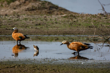 Ruddy Shelducks Foraging in Shallow Waters at Little Rann of Kutch