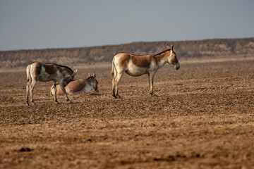 Wild Ass Grazing in Little Rann of Kutch Sanctuary