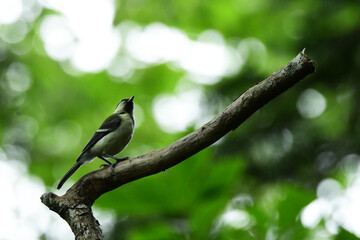 初夏の森のシジュウカラの幼鳥