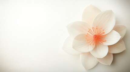 Fototapeta premium Elegant Cream Flower Bloom Soft Pastel Floral Background Image