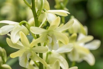 dendrobium
