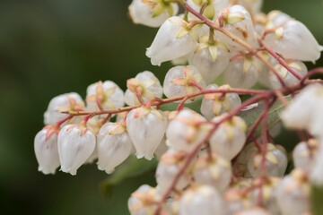 Japanese pieris, Japanese andromeda