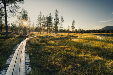 A wooden path meanders through vibrant green grass and tall trees by the lake as the sun sets in Sweden, illuminating the serene landscape. The peaceful atmosphere invites exploration and reflection