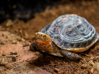 歩くセマルハコガメ