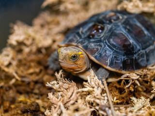 歩くセマルハコガメのベビー