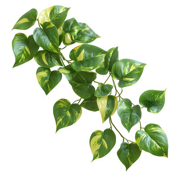Lush Golden Pothos Vine with Variegated Green and Yellow Leaves. A highly detailed and photorealistic golden pothos (Epipremnum aureum) vine with vibrant green and yellow variegated leaves