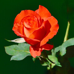 A closeup of a beautiful orange rose in the summer sunlight.
