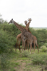 Giraffes in Kenya East Africa Amboseli National Park African Safari