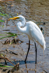 Great egret with minnow