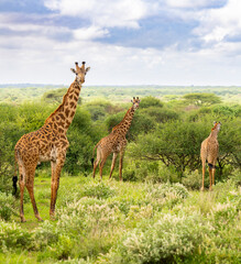 Giraffes Kenya East Africa Safari Amboseli National Park