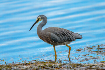 White-faced Heron in the lake